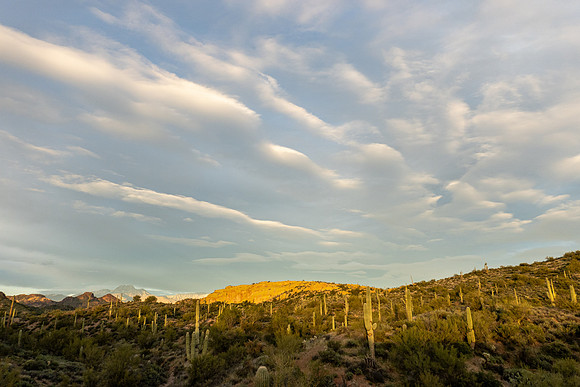 Arizona 2020