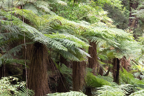 New Zealand 2013