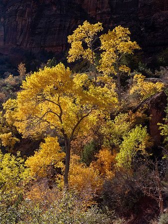 Zion National Park 2024