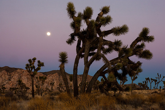 Joshua Tree National Park