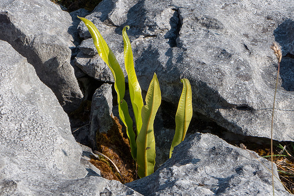 Ireland 2014 - Burren