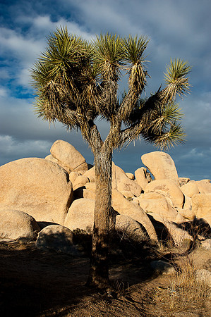 Joshua Tree National Park