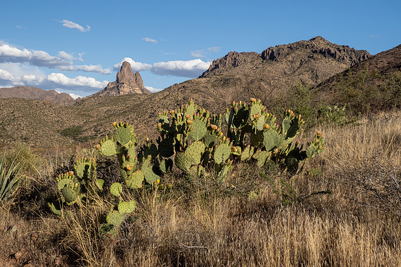 Arizona 2021