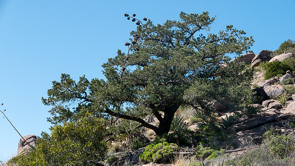Arizona 2015 - Superstitions Ridge Hike (Mar)