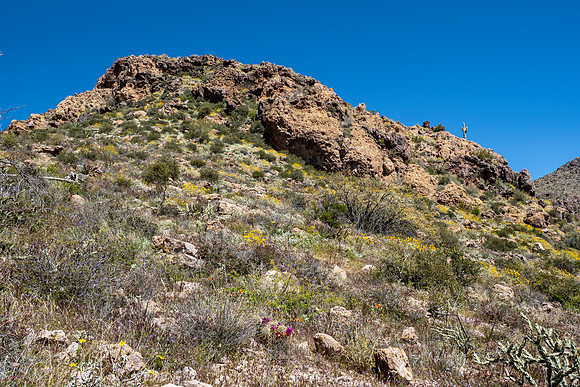 Arizona 2020