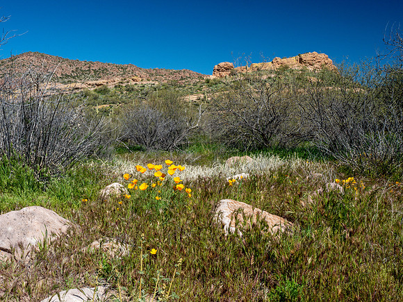 Arizona 2019