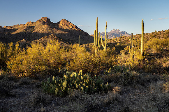 Arizona 2021