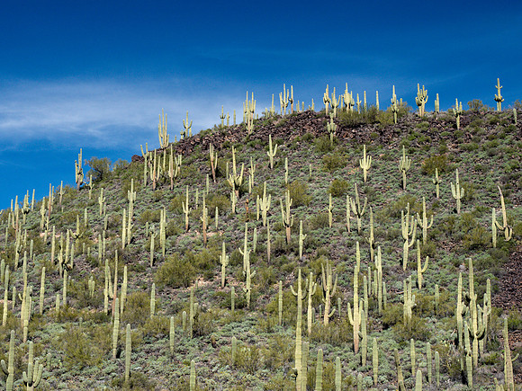 Arizona 2019