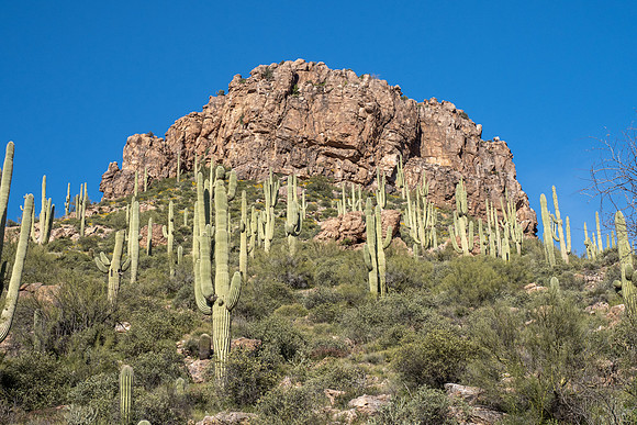 Arizona 2020