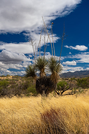 Arizona 2025
