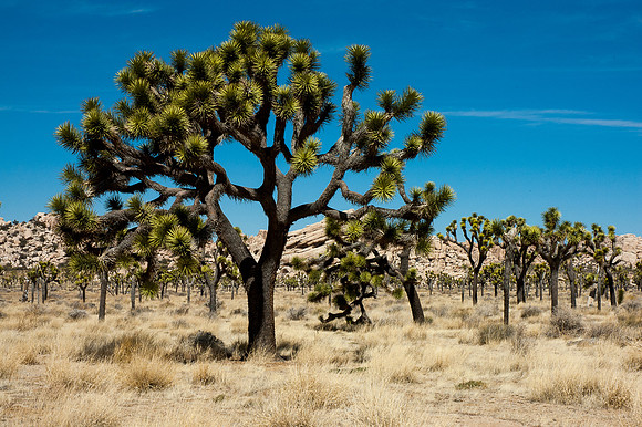 Joshua Tree National Park