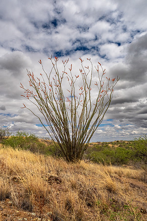 Arizona 2025