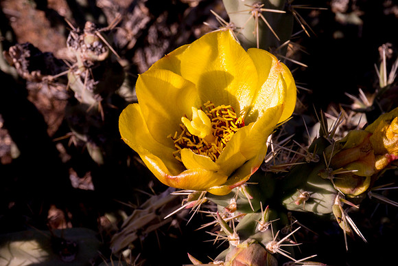 Arizona 2012 - Superstitions, Barkley Basin