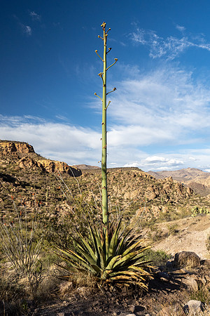 Arizona 2021