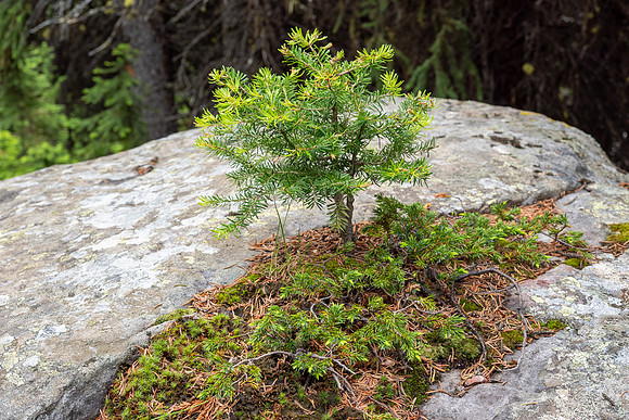 Banff National Park 2025