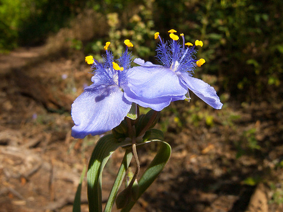 Arizona 2005
