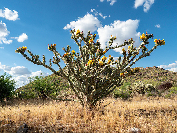 Arizona 2019