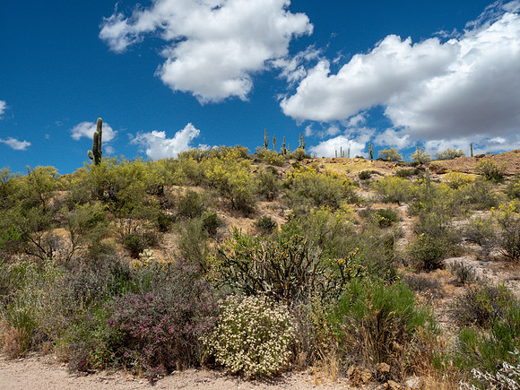 Arizona 2019
