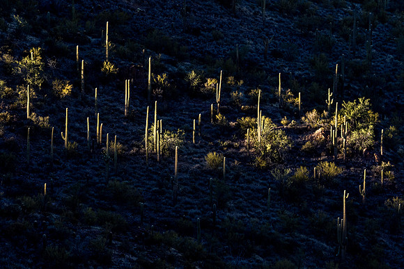 Arizona 2021