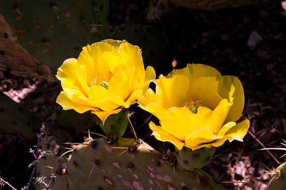 Arizona 2012 - Superstitions, Barkley Basin