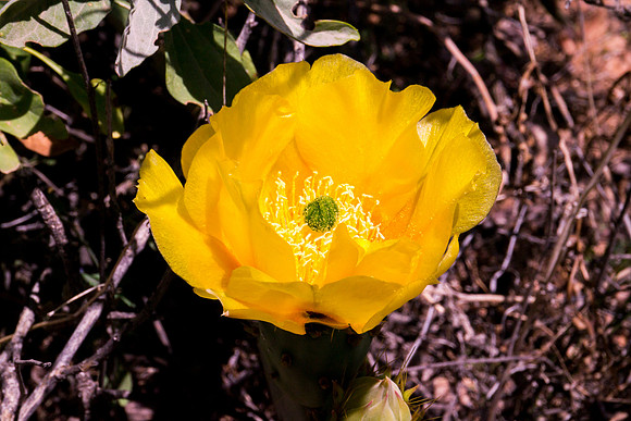 Arizona 2012 - Superstitions, Barkley Basin
