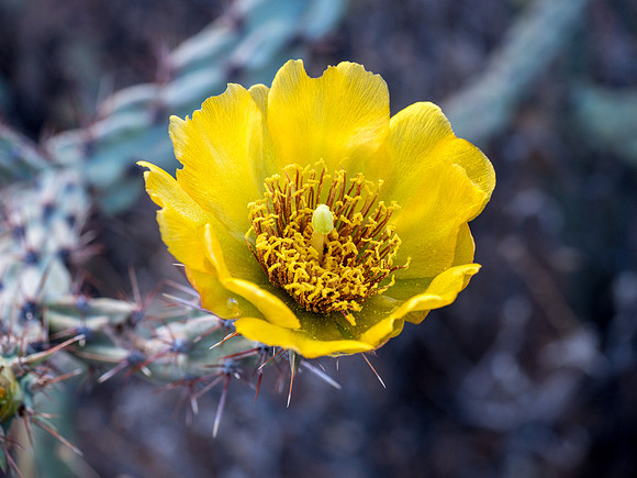 Arizona 2018
