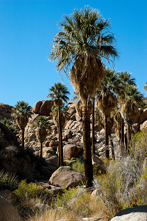 Joshua Tree National Park