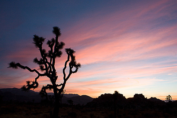 Joshua Tree National Park
