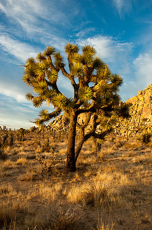 Joshua Tree National Park