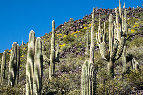 Arizona 2020