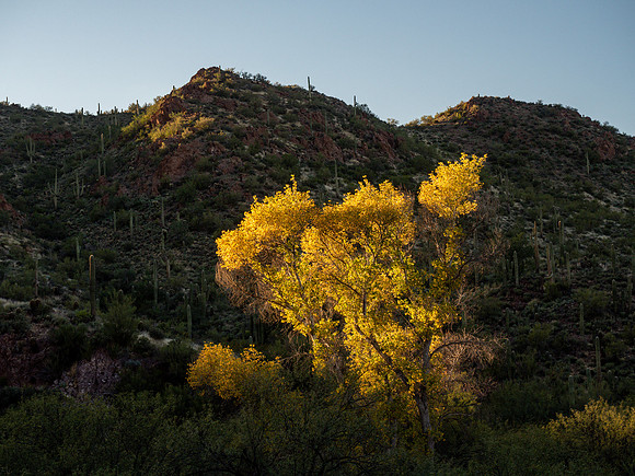 Arizona 2019