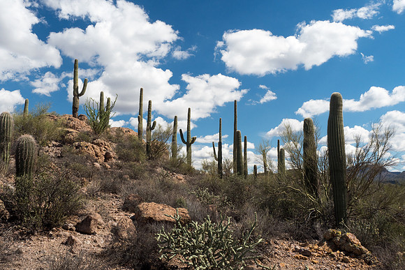 Arizona 2018