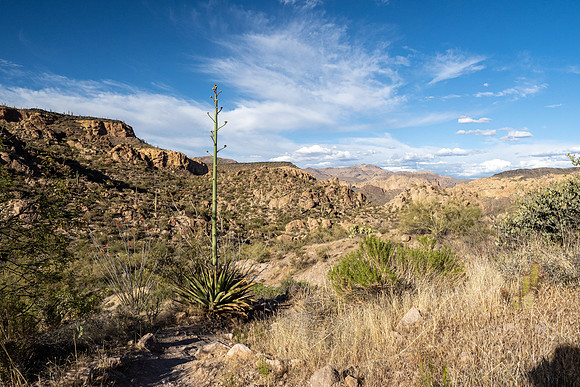 Arizona 2021