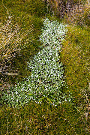 New Zealand 2013
