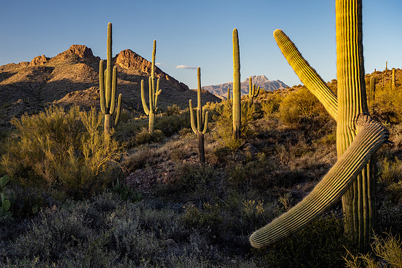 Arizona 2021