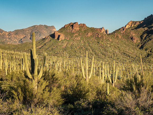 Arizona 2019