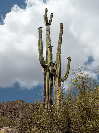 Arizona 2018