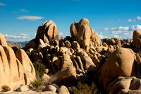 Joshua Tree 2006