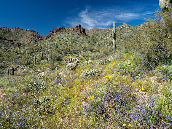 Arizona 2019