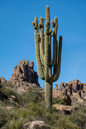 Arizona 2019