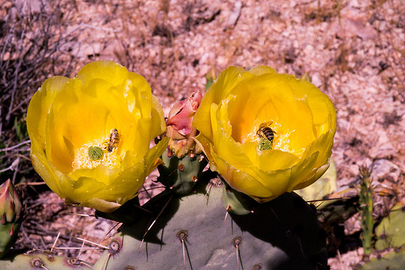 Arizona 2012 - Superstitions, Barkley Basin