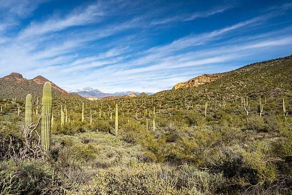 Arizona 2020