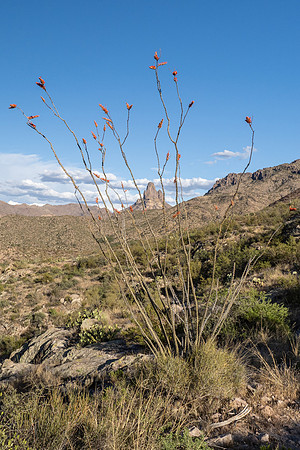 Arizona 2021