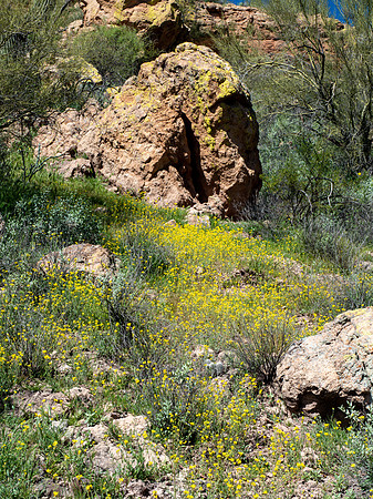 Arizona 2019