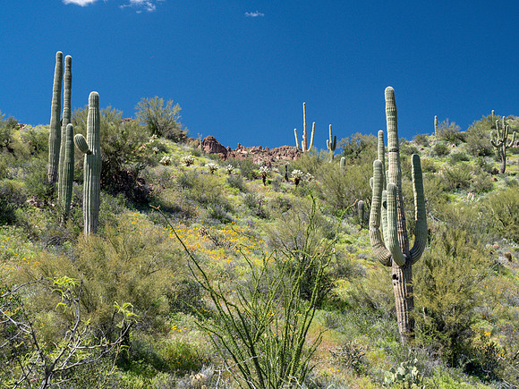 Arizona 2019