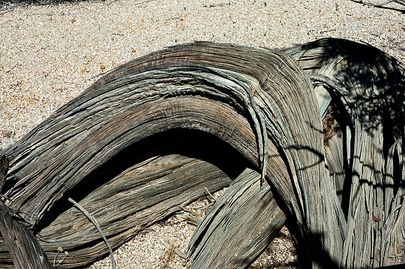 Joshua Tree National Park