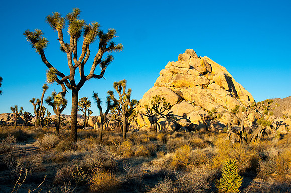 Joshua Tree National Park