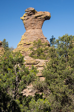 Arizona 2024