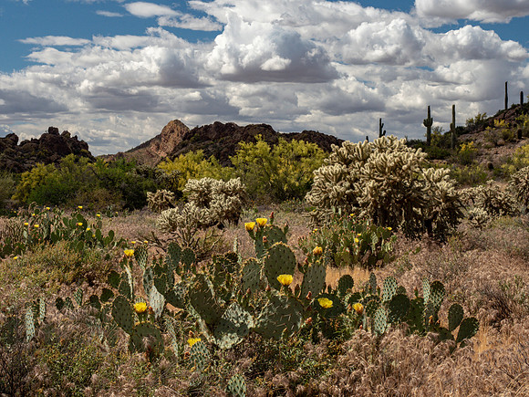 Arizona 2019