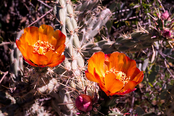 Arizona 2012 - Superstitions, Barkley Basin